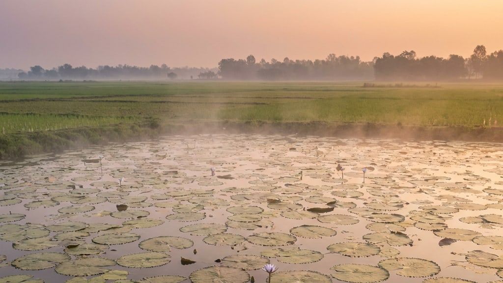 Makhana pond at dawn, round floating leaves on still water with flat fields beyond